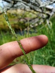 Glyceria notata