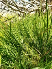Glyceria notata