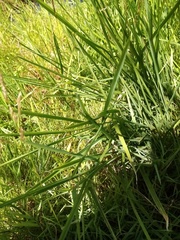 Glyceria notata
