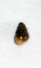 Pupilloidea