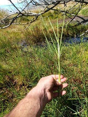 Glyceria notata