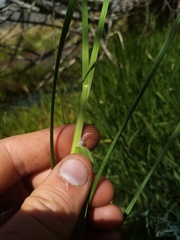Glyceria notata