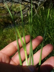 Glyceria notata