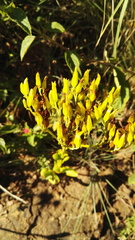Kalanchoe paniculata