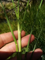 Glyceria notata
