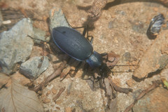 Carabus jankowskii