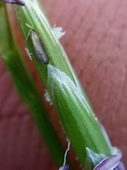 Glyceria notata