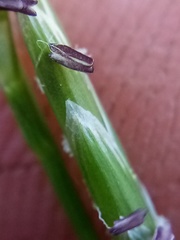 Glyceria notata