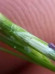Glyceria notata
