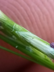 Glyceria notata