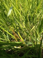 Glyceria notata