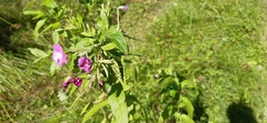 Epilobium hirsutum