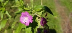 Epilobium hirsutum