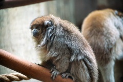 White-Eared Titi photo 4