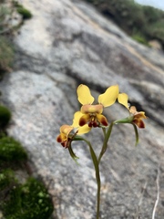 Diuris brumalis