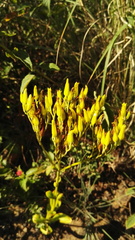 Kalanchoe paniculata