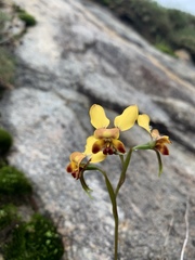 Diuris brumalis