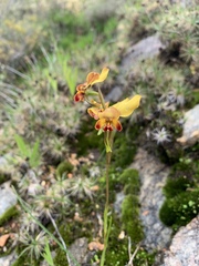 Diuris brumalis