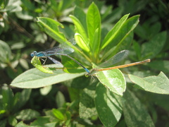 Paracercion melanotum