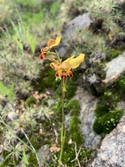 Diuris brumalis