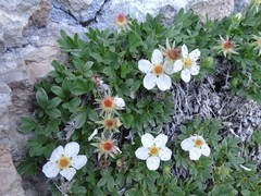 Potentilla nitida