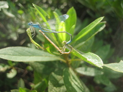 Paracercion melanotum