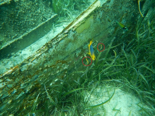 Halichoeres garnoti