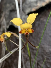 Diuris brumalis