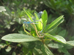 Paracercion melanotum