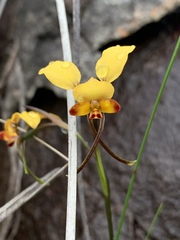 Diuris brumalis