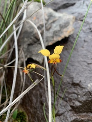 Diuris brumalis
