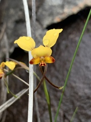 Diuris brumalis