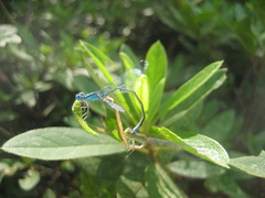 Paracercion melanotum