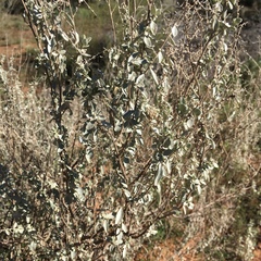 Atriplex stipitata