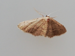 Idaea obsoletaria
