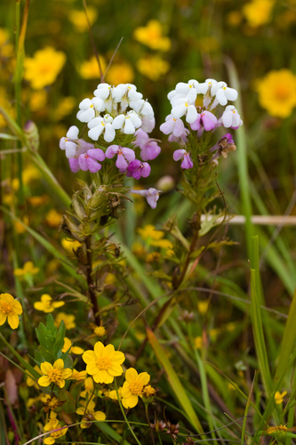Triphysaria versicolor ssp. versicolor