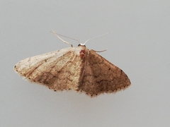 Idaea obsoletaria