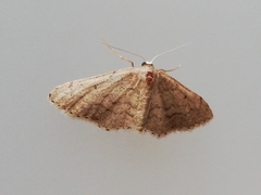 Idaea obsoletaria