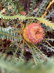 Banksia dallanneyi