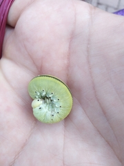 Cimbex femoratus