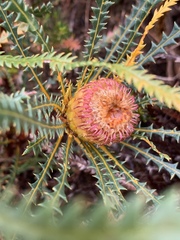 Banksia dallanneyi