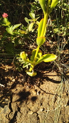 Kalanchoe paniculata