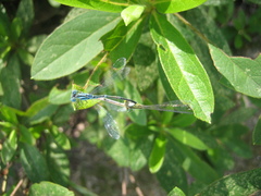 Paracercion melanotum