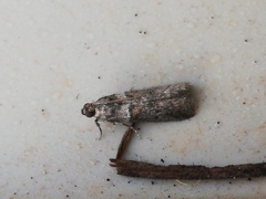 Acrobasis sodalella