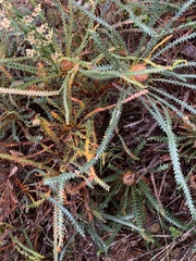 Banksia dallanneyi
