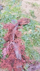 Microcladia coulteri