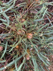 Banksia dallanneyi