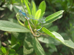 Paracercion melanotum