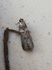 Acrobasis sodalella