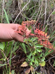 Grevillea bipinnatifida